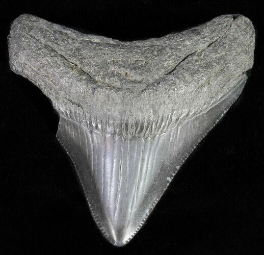 Juvenile Megalodon Tooth #62140
